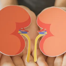 Illustration of two kidneys resting in open hands, symbolizing kidney health and disease awareness.