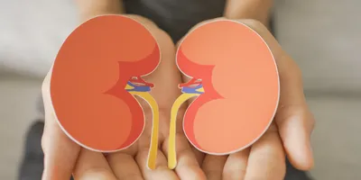 Illustration of two kidneys resting in open hands, symbolizing kidney health and disease awareness.