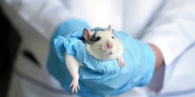 Rat in the hands of a researcher. 