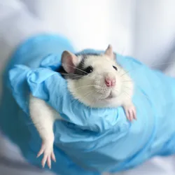 Rat in the hands of a researcher. 