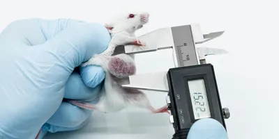  Scientist holding an experimental white mouse with blue gloved hands and measuring the lateral tumor size with a caliper. 