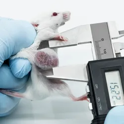  Scientist holding an experimental white mouse with blue gloved hands and measuring the lateral tumor size with a caliper. 