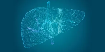 Point-cloud style digital liver illustration with branching vessels on a dark teal background.