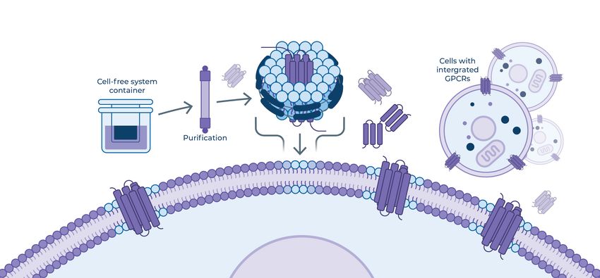 Diagram showing that nanotransfer can bridge in vitro  optimization to cellular validation.