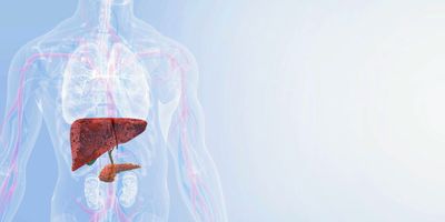 Anatomical illustration of the human liver with digestive organs