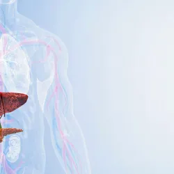 Anatomical illustration of the human liver with digestive organs