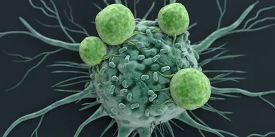 An Illustration of a migrating cancer cell with spindle-like protrusions on the edges and lymphocytes adhering to the surface. 