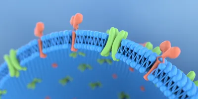 3D image of a cell membrane. 