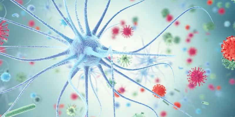 Modeling neurotropic viral infections using human cerebral organoids