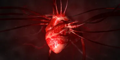 Illustration of a human heart with vascular connections