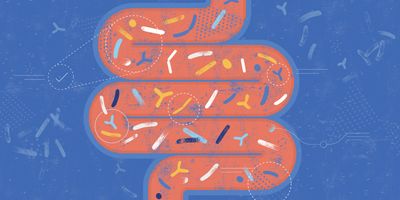 Stylized human intestine microbiota.