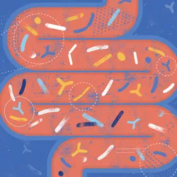 Stylized human intestine microbiota.