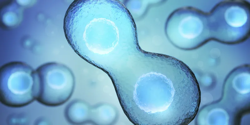 Illustration of a cell undergoing division, showing two connected daughter cells with visible nuclei, rendered in blue tones