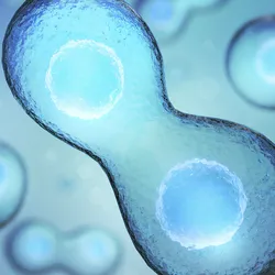 Illustration of a cell undergoing division, showing two connected daughter cells with visible nuclei, rendered in blue tones