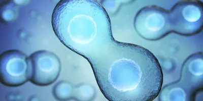 Illustration of a cell undergoing division, showing two connected daughter cells with visible nuclei, rendered in blue tones