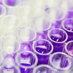Purple and clear liquid are shown in a zoomed-in image of a clear 96-well plate.