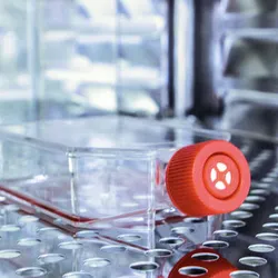 A clear plastic flask with orange cap containing pink liquid medium is sitting on a silver shelf in a cooled incubator.