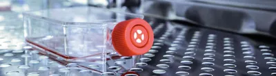 A clear plastic flask with orange cap containing pink liquid medium is sitting on a silver shelf in a cooled incubator.