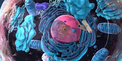 The inside of a eukaryotic cell. 