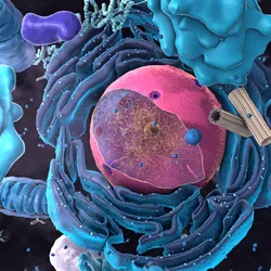 The inside of a eukaryotic cell. 