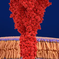 3D illustration of an antibody binding to a receptor protein on a cell membrane.