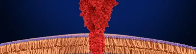 3D illustration of an antibody binding to a receptor protein on a cell membrane.