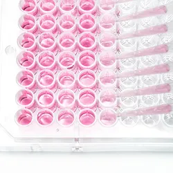 A clear, plastic 96-well plate is being filled by an 8-channel pipette with pink media against a white background.