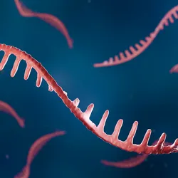 Single-stranded mRNA is shown in pink against a blue background.