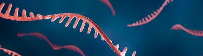Single-stranded mRNA is shown in pink against a blue background.