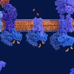 Illustration of membrane proteins embedded in a lipid bilayer, showing different receptor structures interacting with signaling molecules on both sides of the cell membrane.