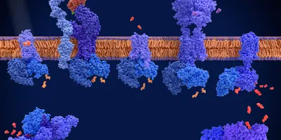 Illustration of membrane proteins embedded in a lipid bilayer, showing different receptor structures interacting with signaling molecules on both sides of the cell membrane.