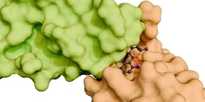 A 3d rendering of a molecular glue mediating the interaction between two proteins, the target proteins that the molecular glue is bringing together.