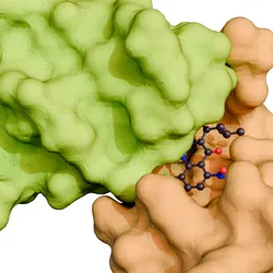 A 3d rendering of a molecular glue mediating the interaction between two proteins, the target proteins that the molecular glue is bringing together.