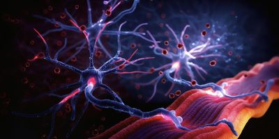 Illustration of motor neurons with branching dendrites and axons connecting to muscle fibers, highlighting neural signaling in ALS
