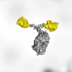 Illustration of a full antibody (gray and yellow) alongside a smaller nanobody (yellow), highlighting their structural differences.