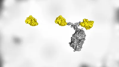 Illustration of a full antibody (gray and yellow) alongside a smaller nanobody (yellow), highlighting their structural differences.