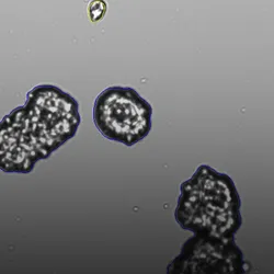 Organoid