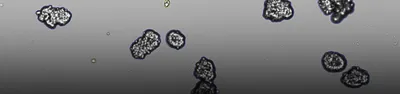 Organoid