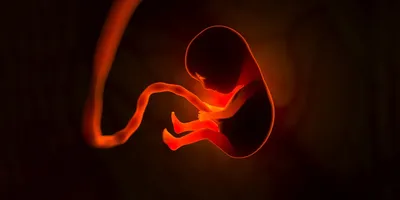 Fetus in dark background