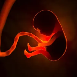 Fetus in dark background