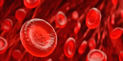 Blood cells 