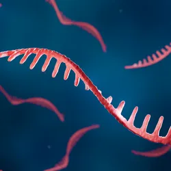 RNA strand