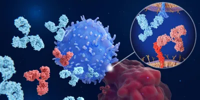 cells and monoclonal antibodies