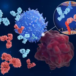 cells and monoclonal antibodies