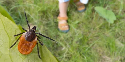 Deer tick hidden on a green leaf detail and little girl's feet in sandals on a lawn in a natural park. 