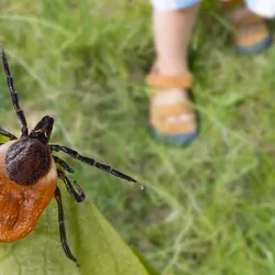 Deer tick hidden on a green leaf detail and little girl's feet in sandals on a lawn in a natural park. 