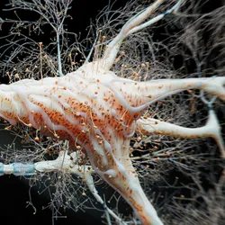 Firing Neurons - 3d rendered image of Neuron cell network on black background. 