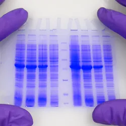 Hands wearing protective gloves hold blue-stained electrophoresis gel with separated proteins.