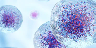 White blood cells with nucleus and granule . Transparency cell membrane