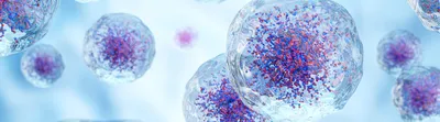White blood cells with nucleus and granule . Transparency cell membrane